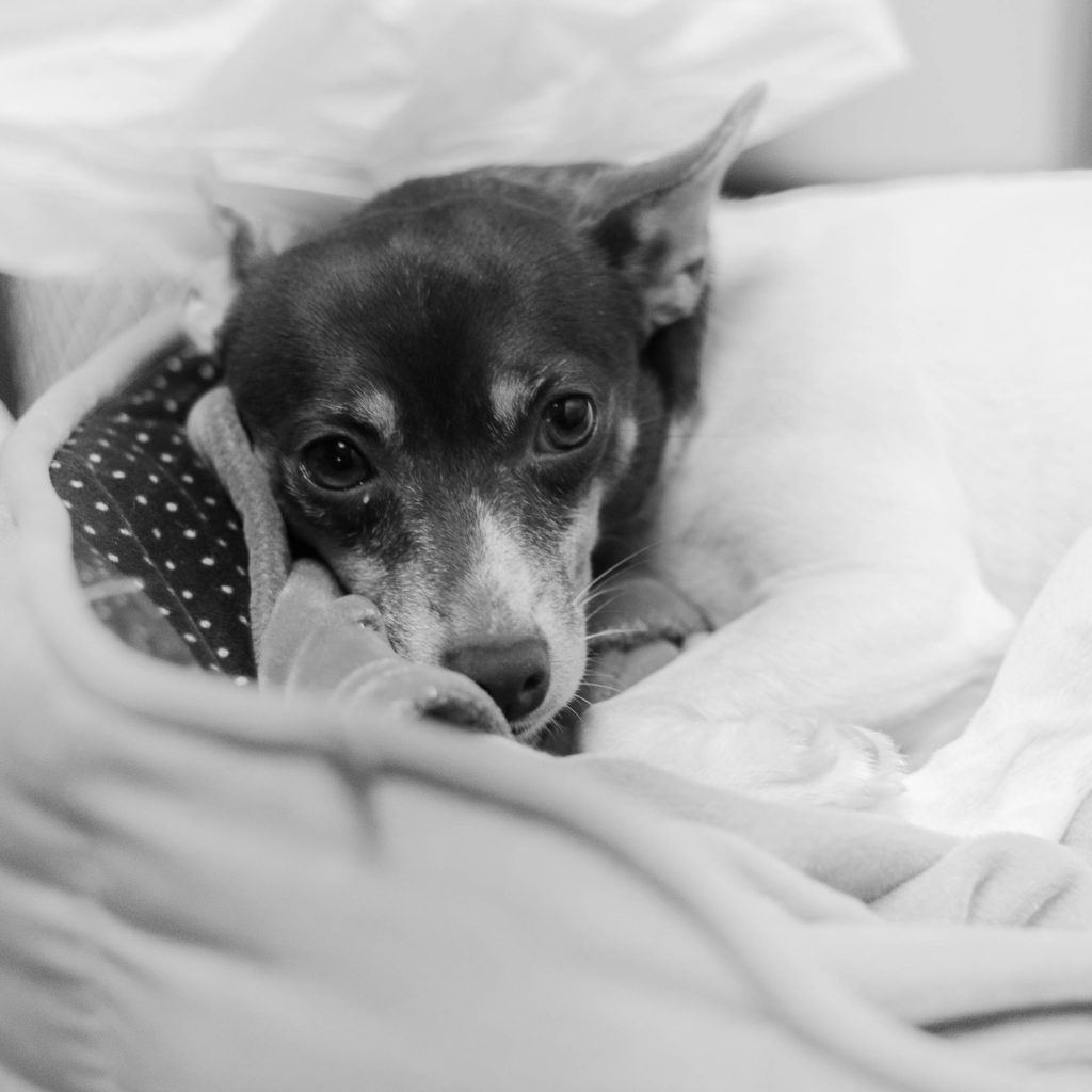 Birdie the Rat Terrier