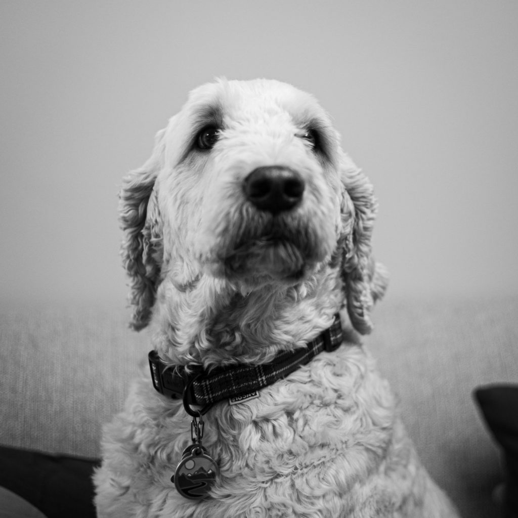 Finn the Goldendoodle